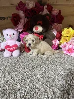 Jasmine , a female Cavapoo for sale in Cub Run, KY – Photo 3 of 4