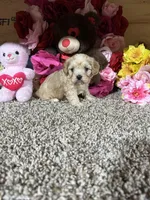 Jasmine , a female Cavapoo for sale in Cub Run, KY – Photo 2 of 4