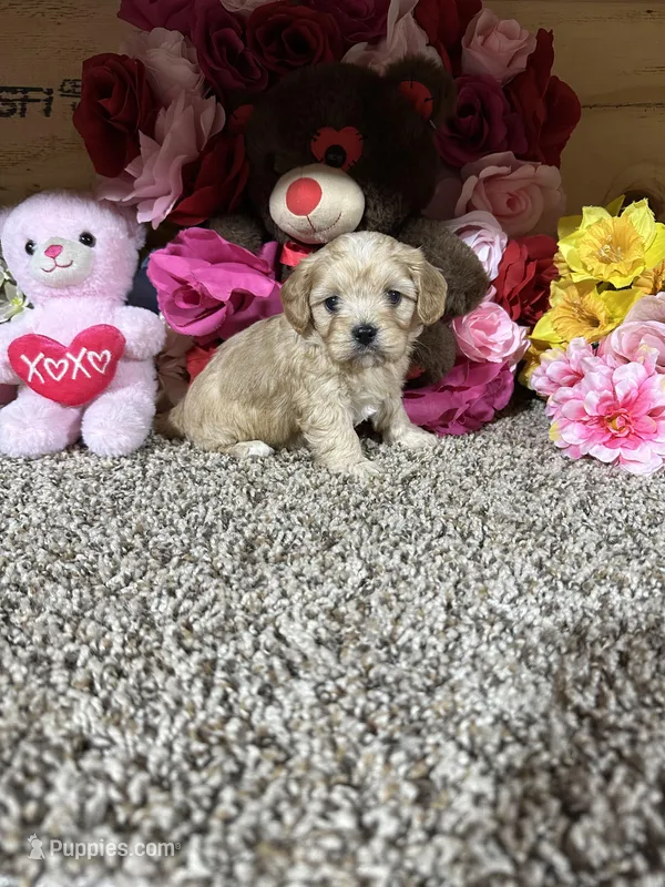 Jasmine  – Cavapoo puppy for sale in Cub Run, KY
