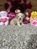 Jasmine , a female Cavapoo for sale in Cub Run, KY – Photo 1 of 4