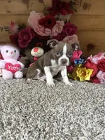 Lora, a female Boston Terrier for sale in Cub Run, KY – 3 of 4