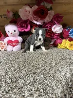 Alivia, a female Boston Terrier for sale in Cub Run, KY – 2 of 4