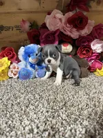 Riley, a male Boston Terrier for sale in Cub Run, KY – 4 of 4