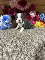 Buster, a male Boston Terrier for sale in Cub Run, KY – 4 of 4