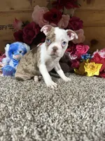 Leo, a male Boston Terrier for sale in Cub Run, KY – 6 of 6