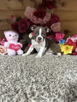 Lora, a female Boston Terrier for sale in Cub Run, KY – 4 of 4