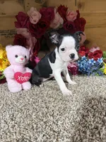 Lisa, a female Boston Terrier for sale in Cub Run, KY – Photo 2 of 3