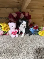 Lisa, a female Boston Terrier for sale in Cub Run, KY – Photo 3 of 3