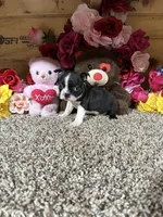 Dixie, a female Boston Terrier for sale in Cub Run, KY – 3 of 4