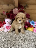 Rita, a female Poodle - Toy  for sale in Cub Run, KY – 2 of 5