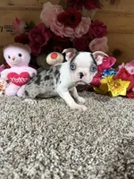 Grace, a female Boston Terrier for sale in Cub Run, KY – 2 of 4