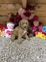 Reba, a female Poodle - Toy  for sale in Cub Run, KY – 4 of 4
