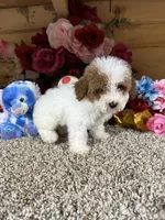 Chester , a male Poodle - Toy  for sale in Cub Run, KY – 4 of 6