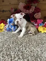 Leo, a male Boston Terrier for sale in Cub Run, KY – 5 of 6