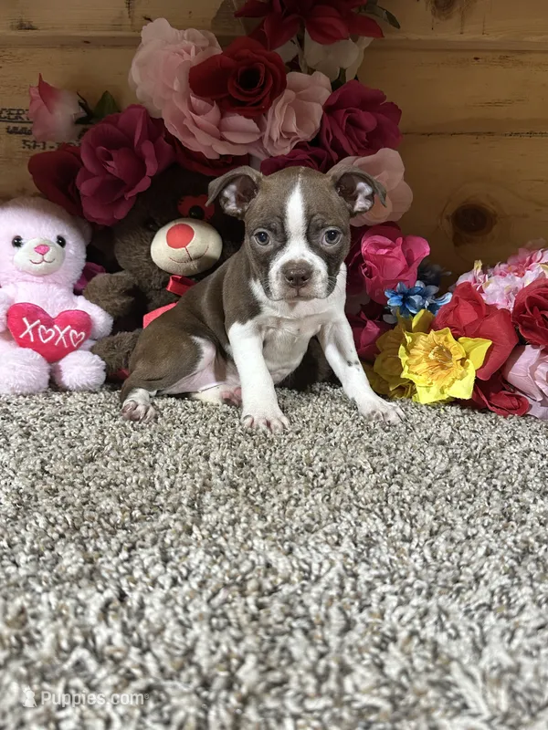 Lora – Boston Terrier puppy for sale in Cub Run, KY