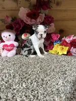 Gloria , a female Boston Terrier for sale in Cub Run, KY – 4 of 5