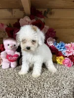 Angel , a female Poodle - Toy  for sale in Cub Run, KY – 6 of 6