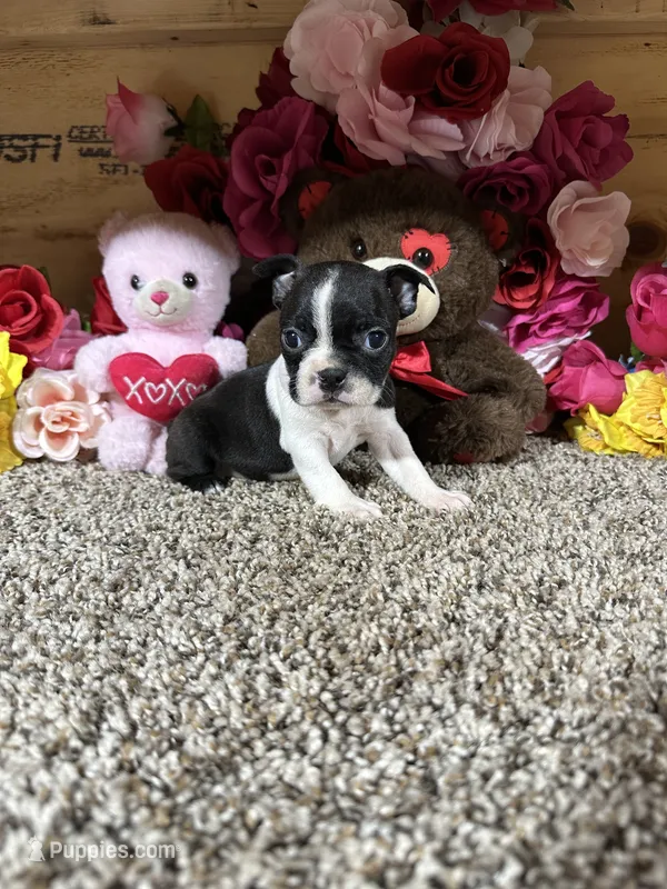 Dixie – Boston Terrier puppy for sale in Cub Run, KY