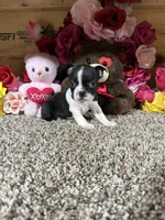 Dixie, a female Boston Terrier for sale in Cub Run, KY – 1 of 4