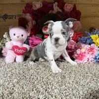Anne, a female Boston Terrier for sale in Cub Run, KY – Photo 1 of 4