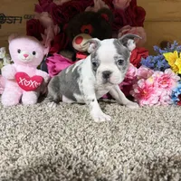 Anne, a female Boston Terrier for sale in Cub Run, KY – Photo 2 of 4