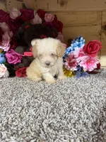 Akc Romeo, a male Poodle - Toy  for sale in Cub Run, KY – Photo 2 of 4