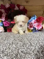 Akc Romeo, a male Poodle - Toy  for sale in Cub Run, KY – Photo 4 of 4