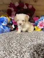 Akc Romeo, a male Poodle - Toy  for sale in Cub Run, KY – Photo 1 of 4