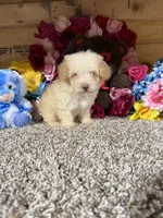 Akc Romeo, a male Poodle - Toy  for sale in Cub Run, KY – Photo 3 of 4