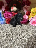 Ace, a male Cavapoo for sale in Cub Run, KY – Photo 1 of 4
