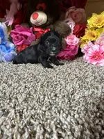 Ace, a male Cavapoo for sale in Cub Run, KY – Photo 4 of 4