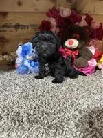 Ace, a male Cavapoo for sale in Cub Run, KY – 2 of 4