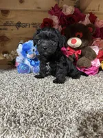 Ace, a male Cavapoo for sale in Cub Run, KY – 4 of 4
