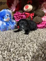 Ace, a male Cavapoo for sale in Cub Run, KY – Photo 2 of 4