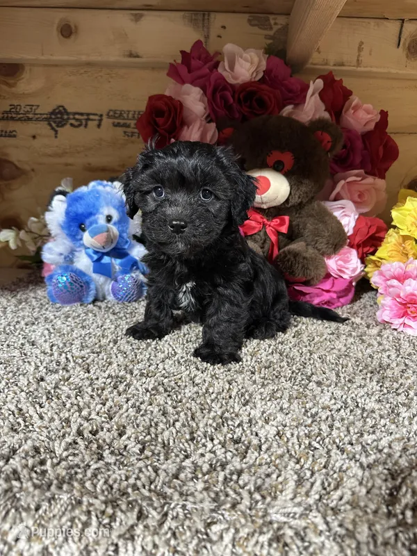 Ace – Cavapoo puppy for sale in Cub Run, KY