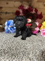 Ace, a male Cavapoo for sale in Cub Run, KY – 1 of 4