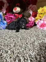 Ace, a male Cavapoo for sale in Cub Run, KY – Photo 3 of 4