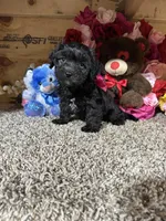 Ace, a male Cavapoo for sale in Cub Run, KY – 3 of 4