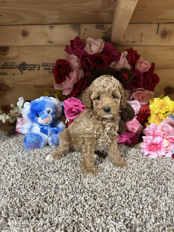 Akc Trooper – Poodle - Toy  puppy for sale in Cub Run, KY