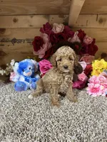Akc Trooper, a male Poodle - Toy  for sale in Cub Run, KY – Photo 1 of 4