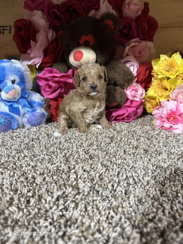 Akc Trooper – Poodle - Toy  puppy for sale in Cub Run, KY