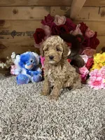 Akc Trooper, a male Poodle - Toy  for sale in Cub Run, KY – Photo 4 of 4