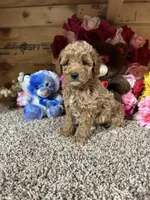 Akc Trooper, a male Poodle - Toy  for sale in Cub Run, KY – Photo 2 of 4
