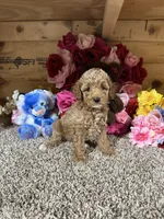 Akc Trooper, a male Poodle - Toy  for sale in Cub Run, KY – Photo 3 of 4