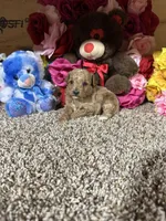 Akc Trooper, a male Poodle - Toy  for sale in Cub Run, KY – Photo 4 of 4
