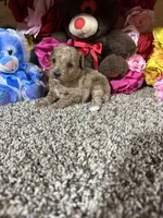 Akc Trooper, a male Poodle - Toy  for sale in Cub Run, KY – Photo 2 of 4
