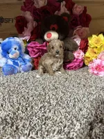 Akc Trooper, a male Poodle - Toy  for sale in Cub Run, KY – Photo 3 of 4