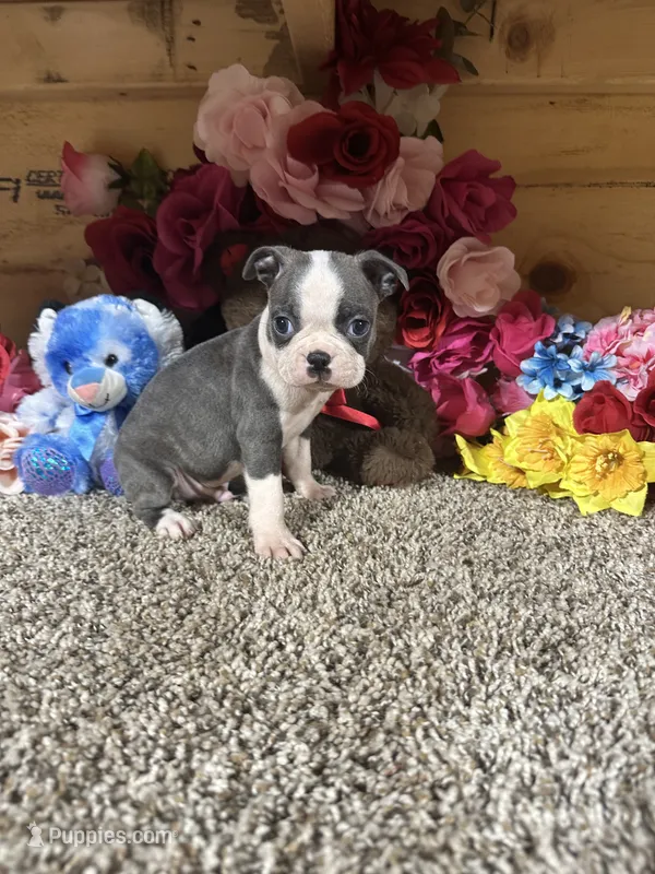 Dusty – Boston Terrier puppy for sale in Cub Run, KY