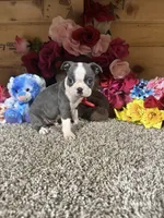 Dusty, a male Boston Terrier for sale in Cub Run, KY – 1 of 5
