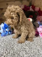 Akc Chip, a male Poodle - Toy  for sale in Cub Run, KY – Photo 4 of 4